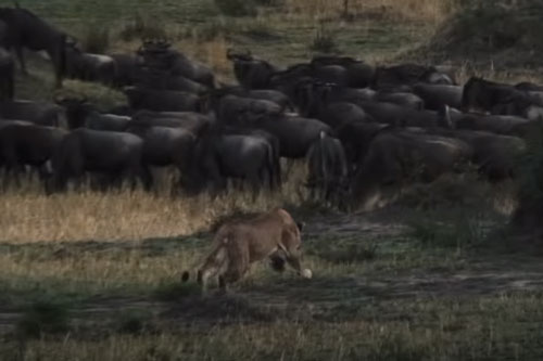 CLIP: Sư tử cái tấn công đàn linh dương đầu bò và cái kết