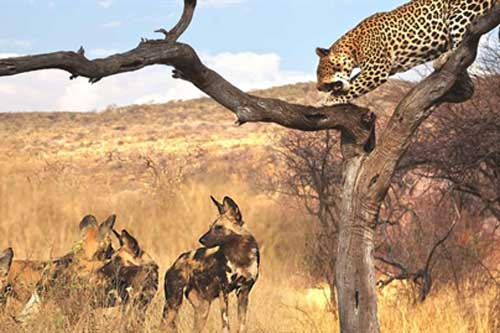 Chạm mặt đàn chó hoang, báo sợ hãi trốn lên cây