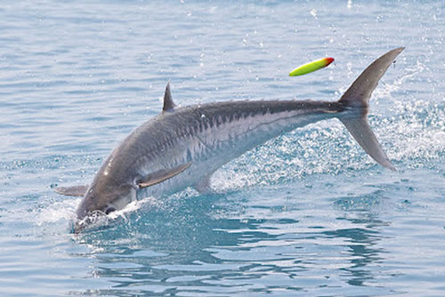 Hi hữu: Cá thu 18kg vọt khỏi mặt nước húc chết người