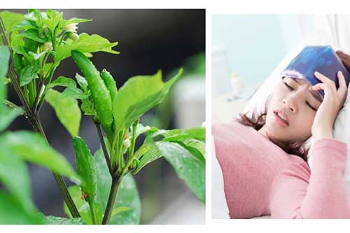 Ăn lá ớt theo cách này bạn sẽ thấy điều kỳ diệu sau 1 tuần mà không loại nhân sâm thuốc bổ nào có