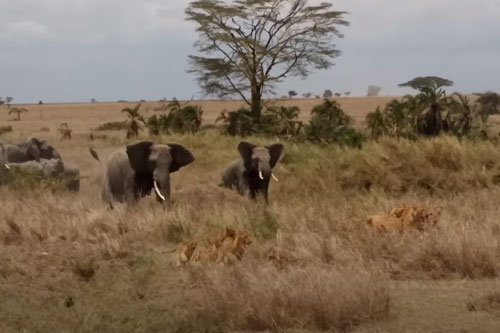 CLIP: Đàn sư tử "chạy té khói" khi thấy voi rừng "nổi điên"
