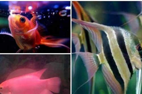Nuôi 3 loại cá phong thủy này gia chủ dễ giàu có, tiền bạc "ào ạt" đổ vào nhà