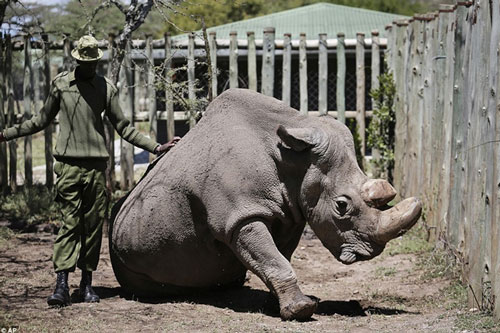 Khoảnh khắc động lòng trước khi con tê giác trắng Bắc Phi đực cuối cùng qua đời