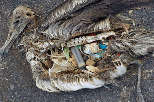 Xót xa cảnh chim hải âu chết yểu vì thức ăn “tử thần”
