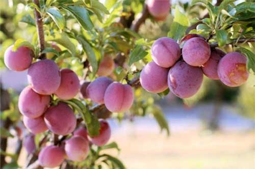 6 vị thuốc quý từ quả mận có công hiệu chữa bệnh tuyệt vời khiến bạn bất ngờ