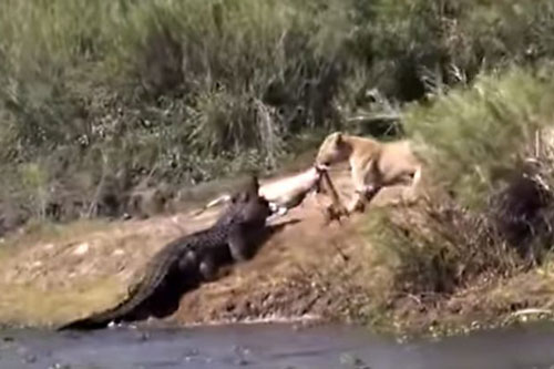Sư tử ‘kéo co’ giành xác linh dương với sư tử