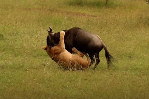 CLIP: Linh dương đầu bỏ "trả giá đắt" khi đụng độ sư tử