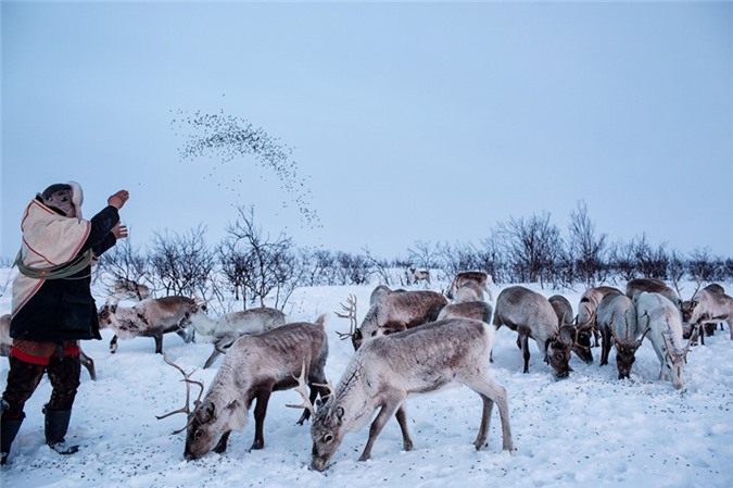 Vùng đất nơi chăn tuần lộc là cuộc chiến bảo vệ bản sắc