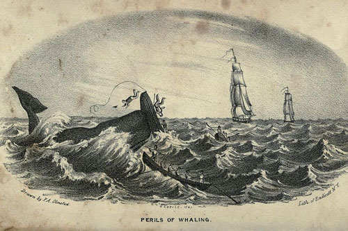 Mocha Dick: Chú cá voi huyền thoại