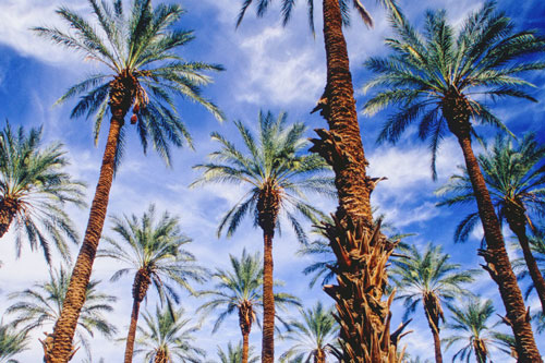 Trồng cây chà là cổ từ hạt giống 2.000 năm tuổi