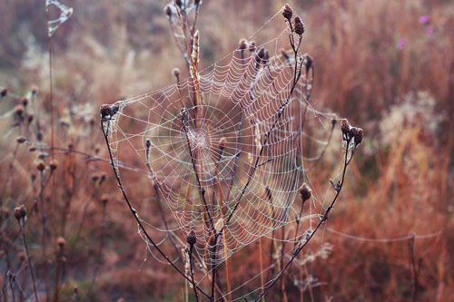 Khám phá nguyên tắc kỳ diệu của lưới nhện