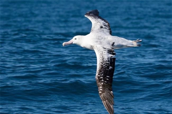 Chim Albatrosses. Ảnh: Shutterstock.