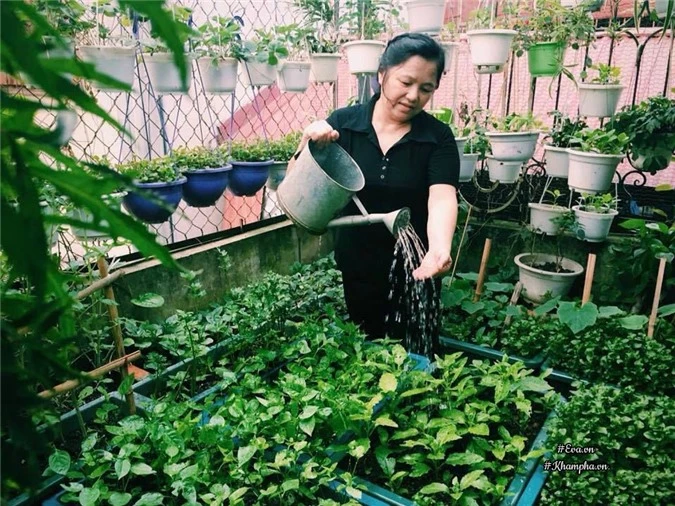 Cô giáo Hà Nội mách cách làm “nước thần” diệt sâu bọ, đuổi muỗi, lau nhà,... cực tốt - 1
