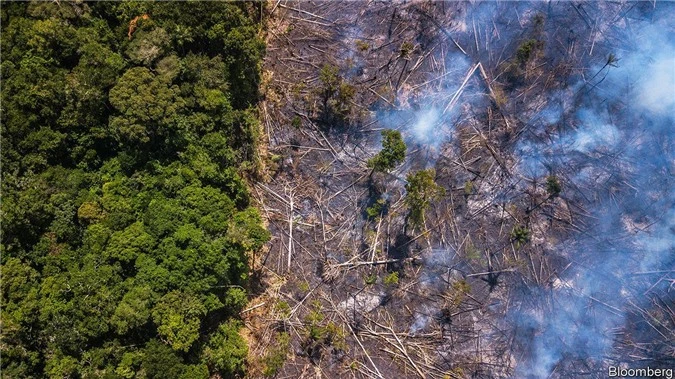 Rừng Amazon đang bị chặt phá với tốc độ đáng báo động. Ảnh:  Bloomberg