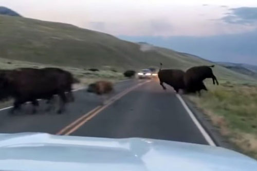 Bò rừng Bison húc đối thủ văng xa 3m để giành quyền thống trị