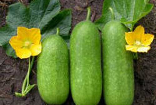 Sai lầm "chết người" khi ăn bí đao mà bạn không biết