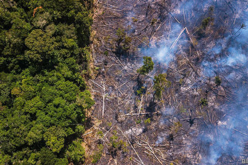 Rừng Amazon có thể là nơi tạo ra đại dịch tiếp theo