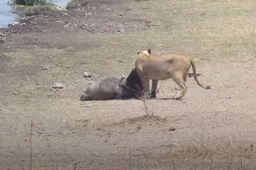 CLIP: Sư tử đoạt mạng linh dương đầu bò