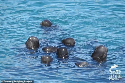 Rơi nước mắt trước cảnh cá voi mẹ cả đêm 'an ủi' đàn con trước khi bị giết lấy thịt