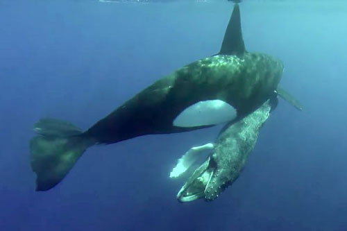 Cá voi lưng gù con chết thảm trước bầy cá voi sát thủ