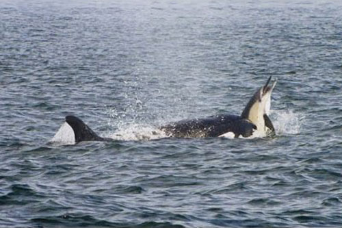 Bầy cá voi sát thủ truy sát hơn 100 cá heo làm náo loạn vùng biển