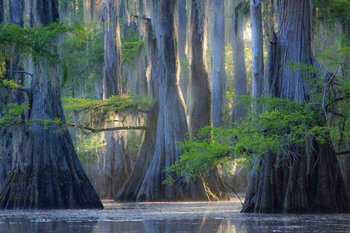 Ngắm những loài cây 'độc', lạ đẹp như thiên thần, ngỡ chỉ ở thiên đàng