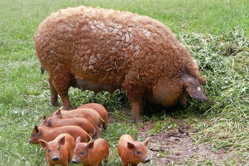 Kỳ lạ giống lợn siêu hiếm trên thế giới