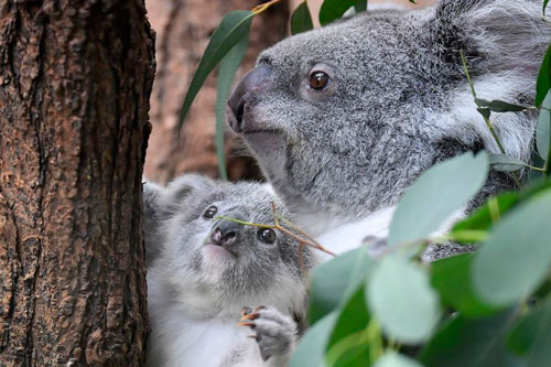 Koala làm dịu cơn khát bằng phương pháp kỳ lạ