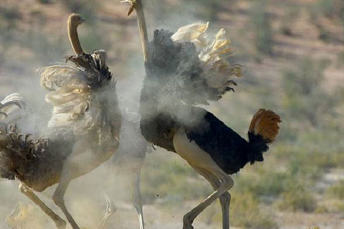 Bí ẩn về đà điểu, loài chim lớn nhất thế giới