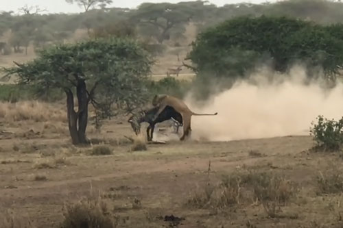 CLIP: Sư tử đoạt mạng ngựa vằn trong "chớp mắt"