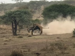 CLIP: Sư tử đoạt mạng ngựa vằn trong "chớp mắt"