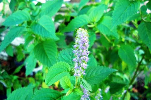 Trồng 1 chậu kinh giới trong nhà, quanh năm có sẵn thuốc chữa hạ sốt, cảm cúm, nổi mề đay...