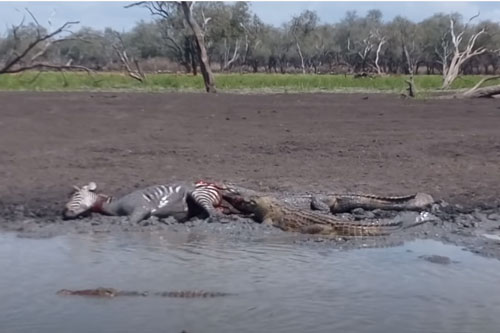 CLIP: Ngựa vằn nhận cái chết đầy đau đớn dưới hàm răng sắc nhọn của đàn cá sấu