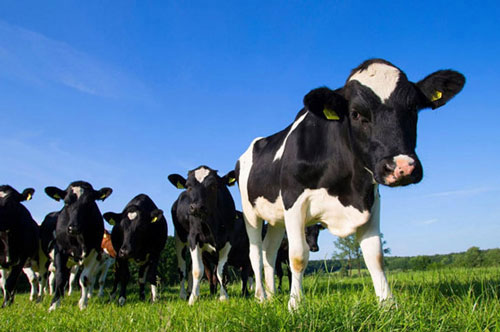 Loài bò cũng trải qua thay đổi tâm lý tuổi dậy thì