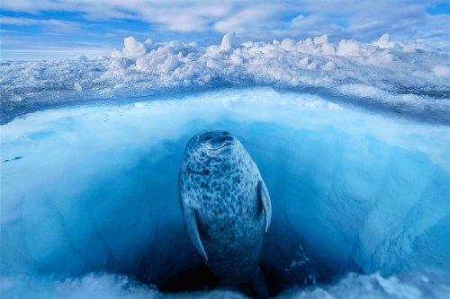 10 bức ảnh tuyệt vời về những vùng đất băng giá vĩnh cửu