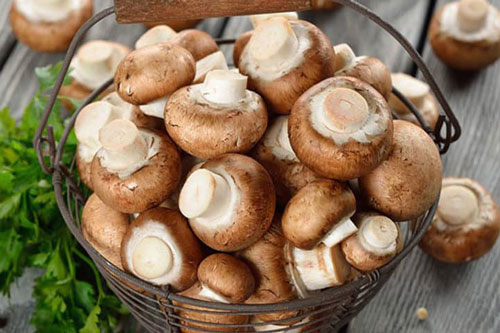 Loại nấm được mệnh danh là 'thần dược' ngừa ung thư của người Nhật nhưng bị người Việt 'lãng quên'