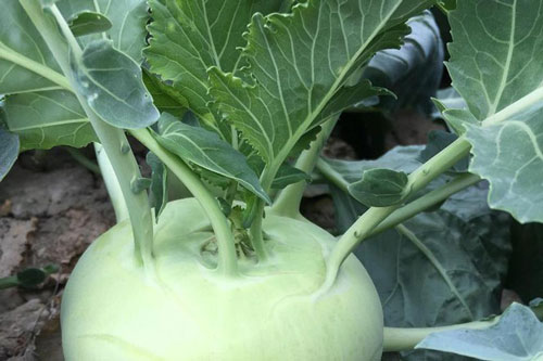 Su hào: Cực tốt và cực độc, biết mà tránh khi ăn kẻo rước họa vào thân