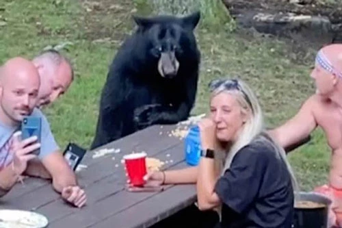Chú gấu đen tham gia bữa tiệc dã ngoại.