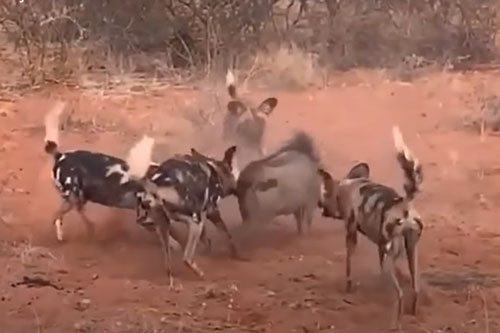 CLIP: Trốn dưới hang đất, lợn bướu vẫn không thoát khỏi hàm răng sắc nhọn của đàn chó hoang