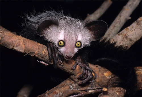 B&#xED; &#x1EA9;n cu&#x1ED9;c v&#x1B0;&#x1EE3;t bi&#x1EC3;n &#x111;&#x1EBF;n Madagascar c&#x1EE7;a lo&#xE0;i v&#x1B0;&#x1EE3;n c&#xE1;o