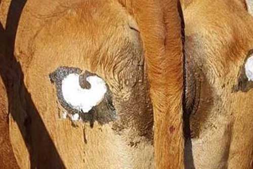 Sự thật về cặp 'mắt thần' giúp bò chiến thắng kẻ săn mồi hung dữ