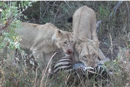 CLIP: Sư tử con học cách giết chết con mồi