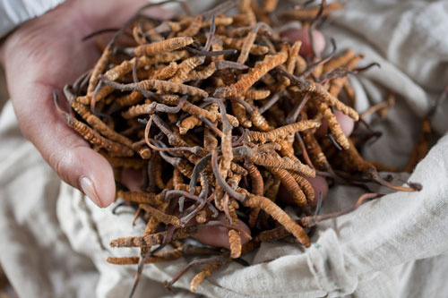 Cơ cực cảnh săn “sâu vàng” trên Himalaya của người Nepal