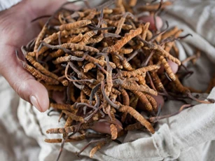 Cơ cực cảnh săn “sâu vàng” trên Himalaya của người Nepal