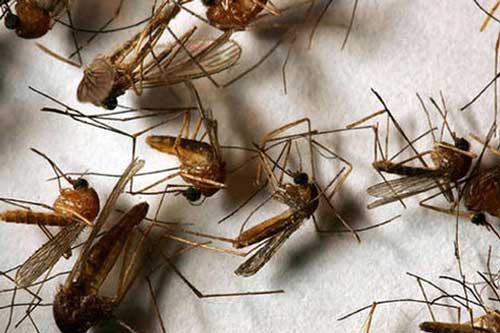 Dùng lá tía tô làm kiểu này, trong nhà bạn chẳng bao giờ có con muỗi nào