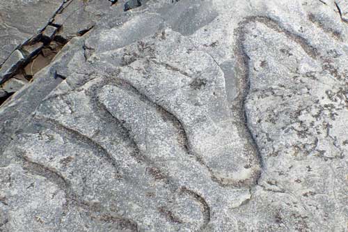 "Bóng ma" 560 triệu tuổi dưới đáy biển là… tổ tiên chúng ta