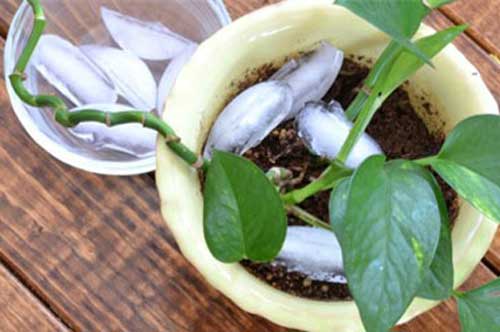 Mẹo hay ngày hè: Dùng đá lạnh tưới cây lớn vùn vụt