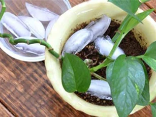 Mẹo hay ngày hè: Dùng đá lạnh tưới cây lớn vùn vụt