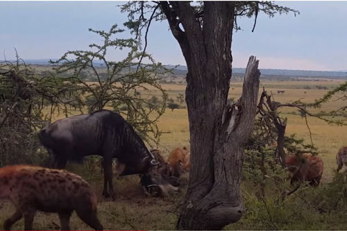 CLIP: Húc nhau bị mắc sừng, linh dương đầu bò bất lực nhìn đàn linh cẩu ăn thịt đồng loại