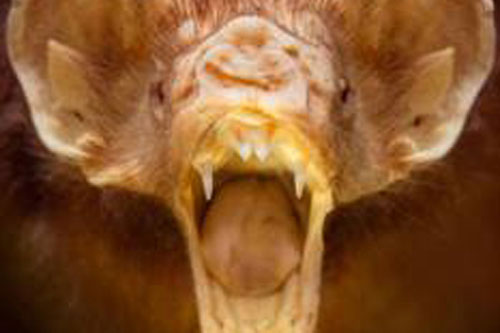 B&#x1ED9; s&#x1B0;u t&#x1EAD;p &#x111;&#x1ED9;ng v&#x1EAD;t kinh d&#x1ECB; ph&#x1EE5;c v&#x1EE5; khoa h&#x1ECD;c